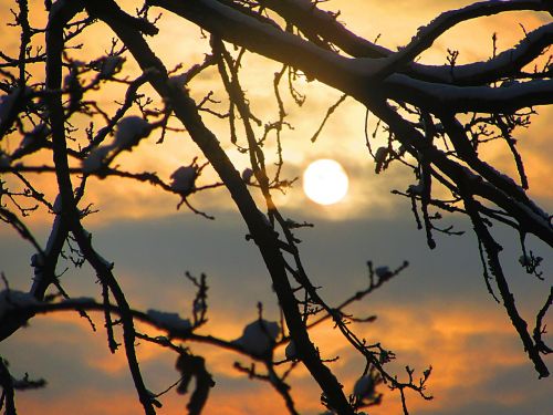 sunrise oak tree branches