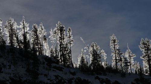 sunrise forest frosted