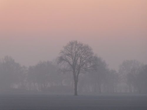 sunrise winter fog