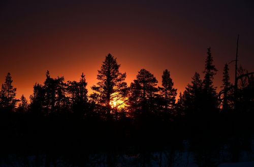 sunrise trees forest