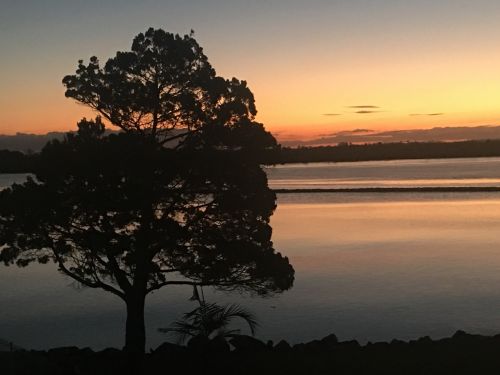 sunrise tree ocean