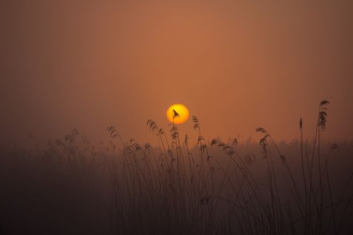 sunrise spring lake mood