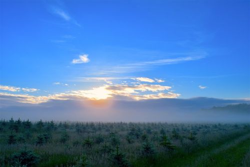 sunrise field mist