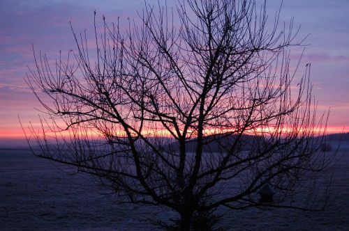 sunrise winter tree