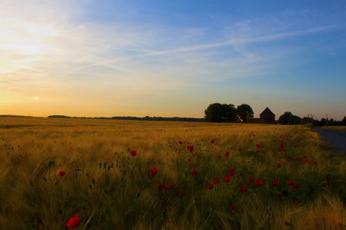 sunrise field klatschmohn