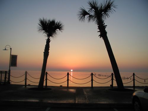 sunrise palm trees morning