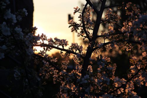 sunrise flower tree