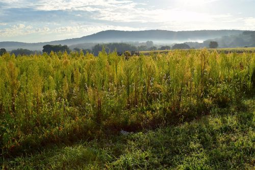 sunrise field sky