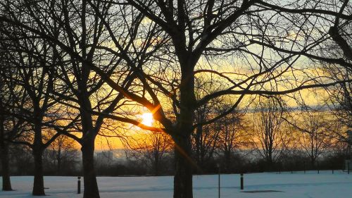 sunrise trees park