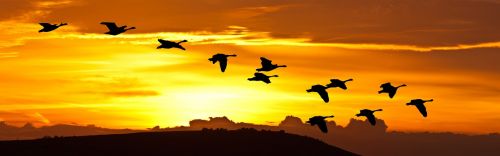sunrise birds flight