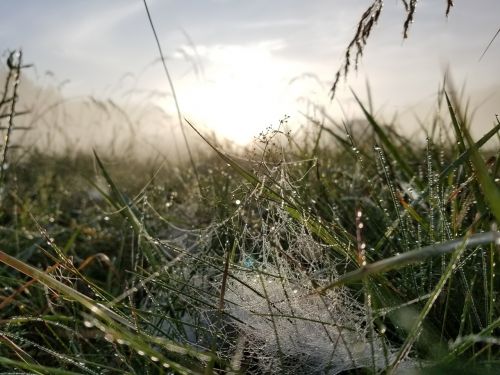 sunrise dew nature