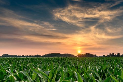 sunrise cornfield nature