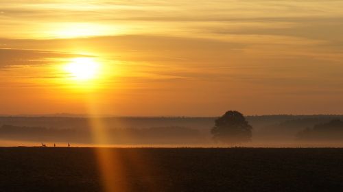 sunrise deer fog