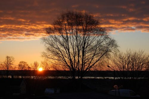 sunrise vårbjörk himmel