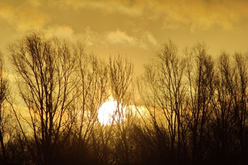 sunrise morning tree