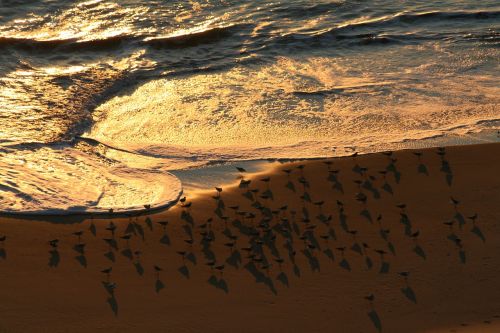 sunrise birds coast