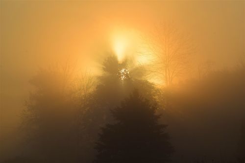 sunrise fog tree