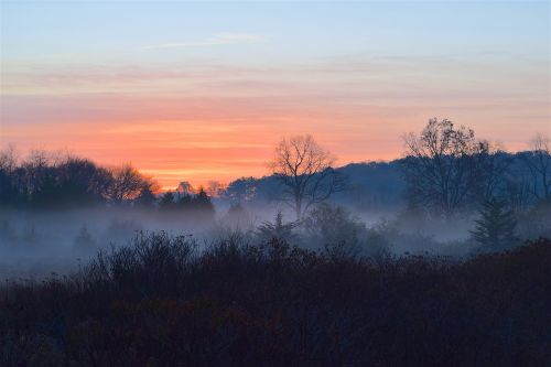 sunrise fog trees
