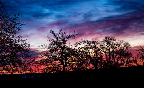 sunrise trees back light