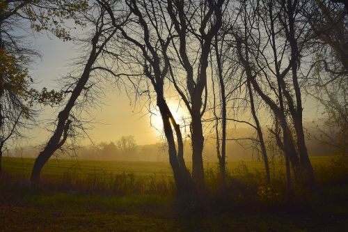sunrise fog tree