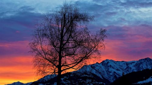 sunrise light tree