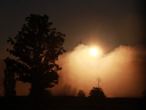 sunrise  the haze  tree