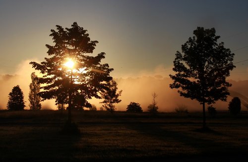 sunrise  the haze  tree