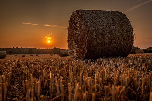 sunrise  cornfield  landscape
