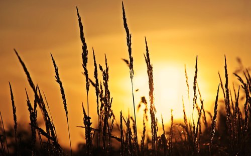 sunrise  grasses  nature