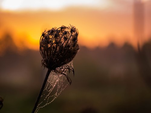 sunrise  nature  landscape