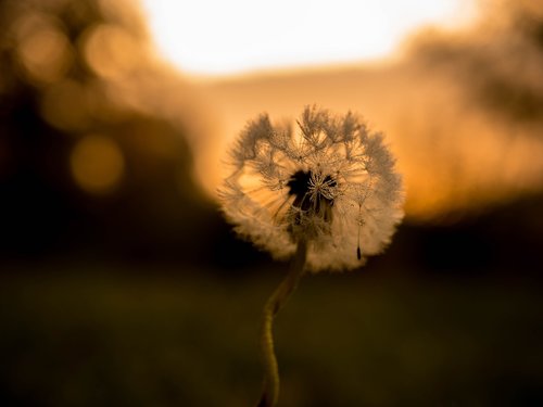 sunrise  nature  landscape