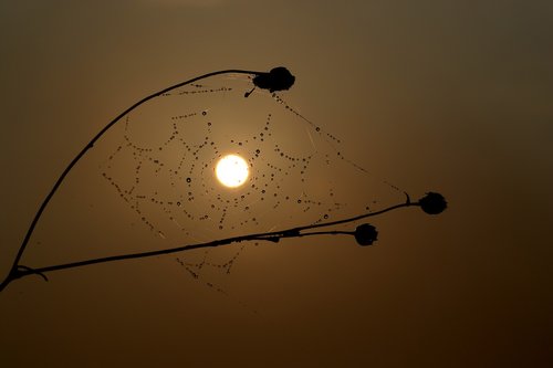 sunrise  spider web  drops