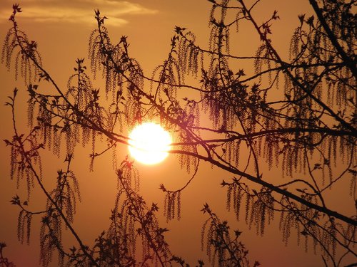 sunrise  tree  spring