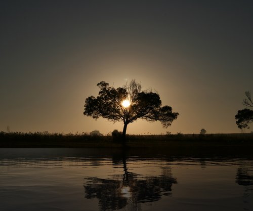 sunrise  tree  landscape