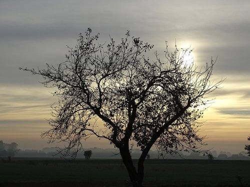 sunrise  tree  landscape