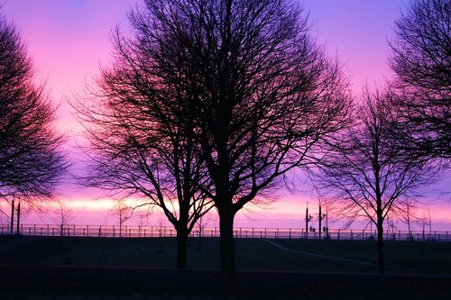 sunrise  purple  tree
