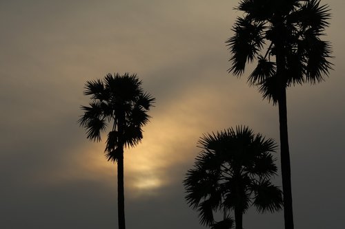 sunrise  tree  landscape