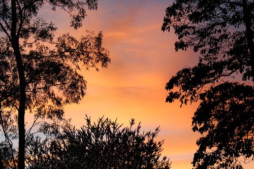 sunrise  trees  silhouettes