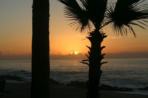 sunrise palm tropical