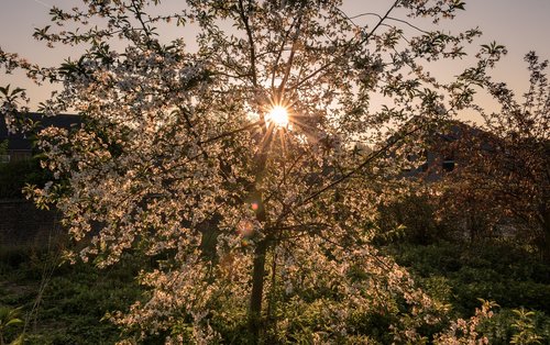 sunrise  backlighting  cherry blossom