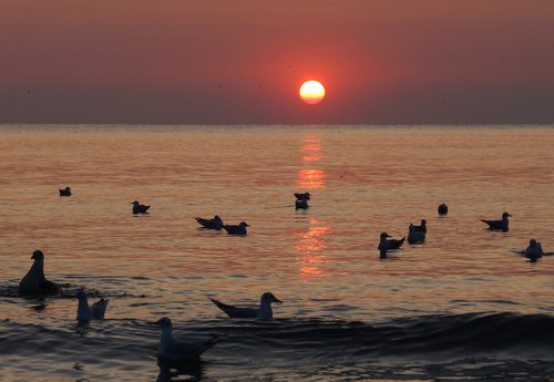 sunrise  seagulls  birds