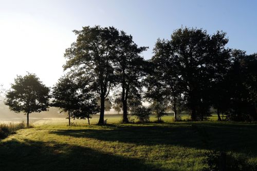 sunrise pasture trees