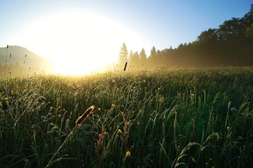 sunrise meadow sun