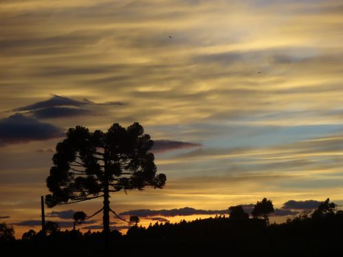 sunrise pinheiro araucaria