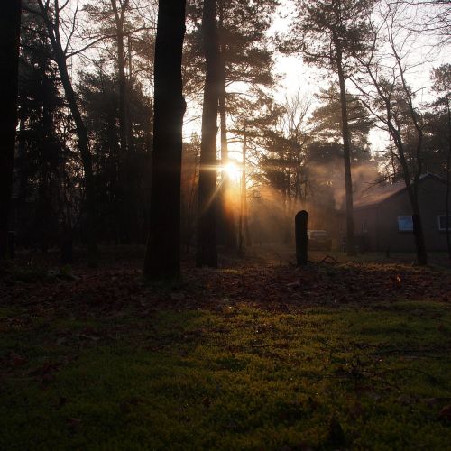 sunrise trees silhouette