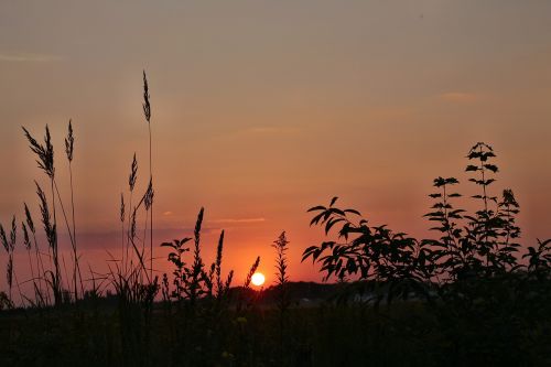 sunrise grass mood