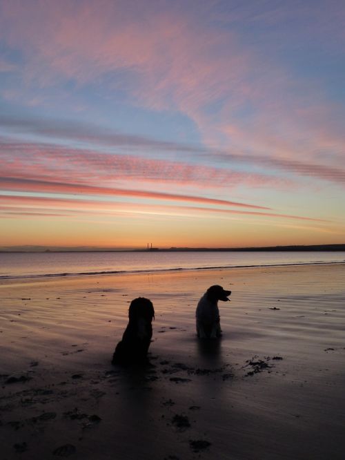 sunrise dogs sky
