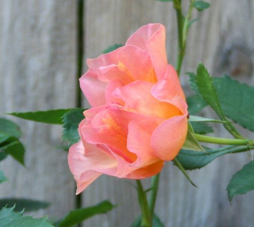 sunrise rose pink orange