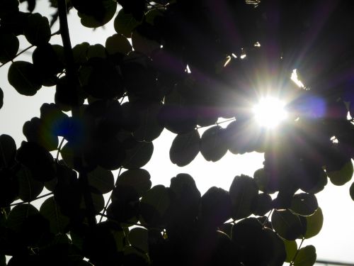 Sunrise Through Trees