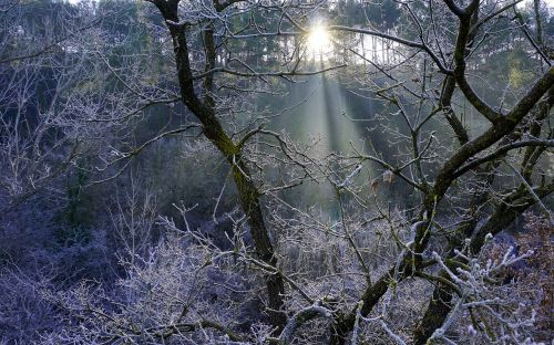 sun's rays forest backlight